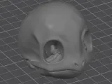 Squirtle Realistic Skull - Bone Series-2