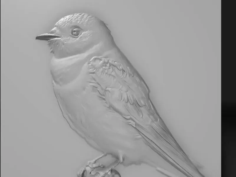 swallow