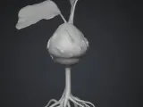 germinated seed-1