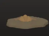 trilabite fossil -3