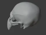 Birkenia Skull-1