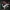 Toothy Rex- December 2022 - Hunting Party-Presupported - Ill