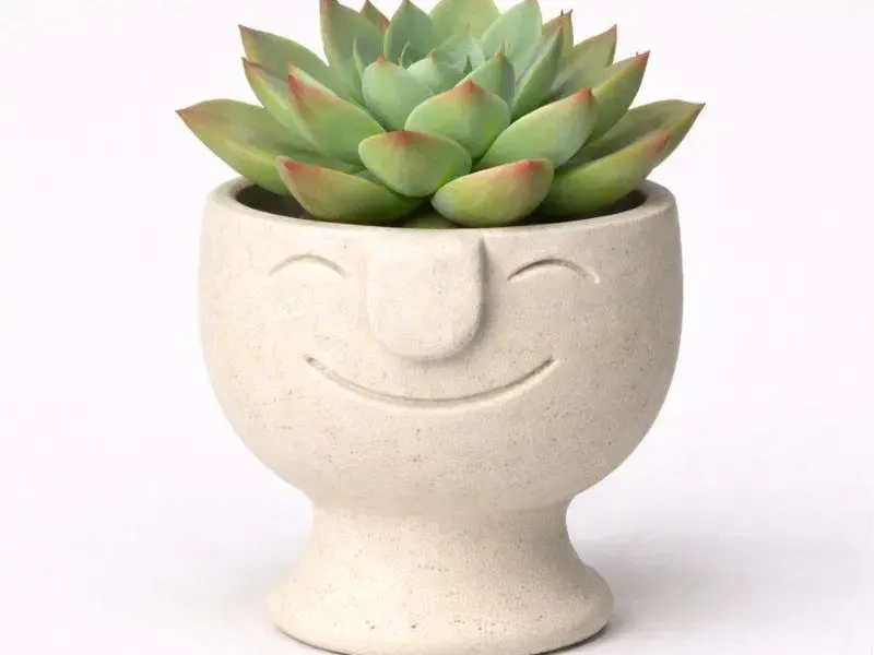 Face Pot Planter - Succulent - Cactus - Potus