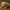 Pug Dog Cute Figure