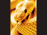 Snake - Canvas Multicolor-0