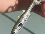 Mullet kunstaas 1-2