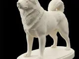 Malamute do Alasca -1