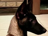 Anubis Malinois Bust-0