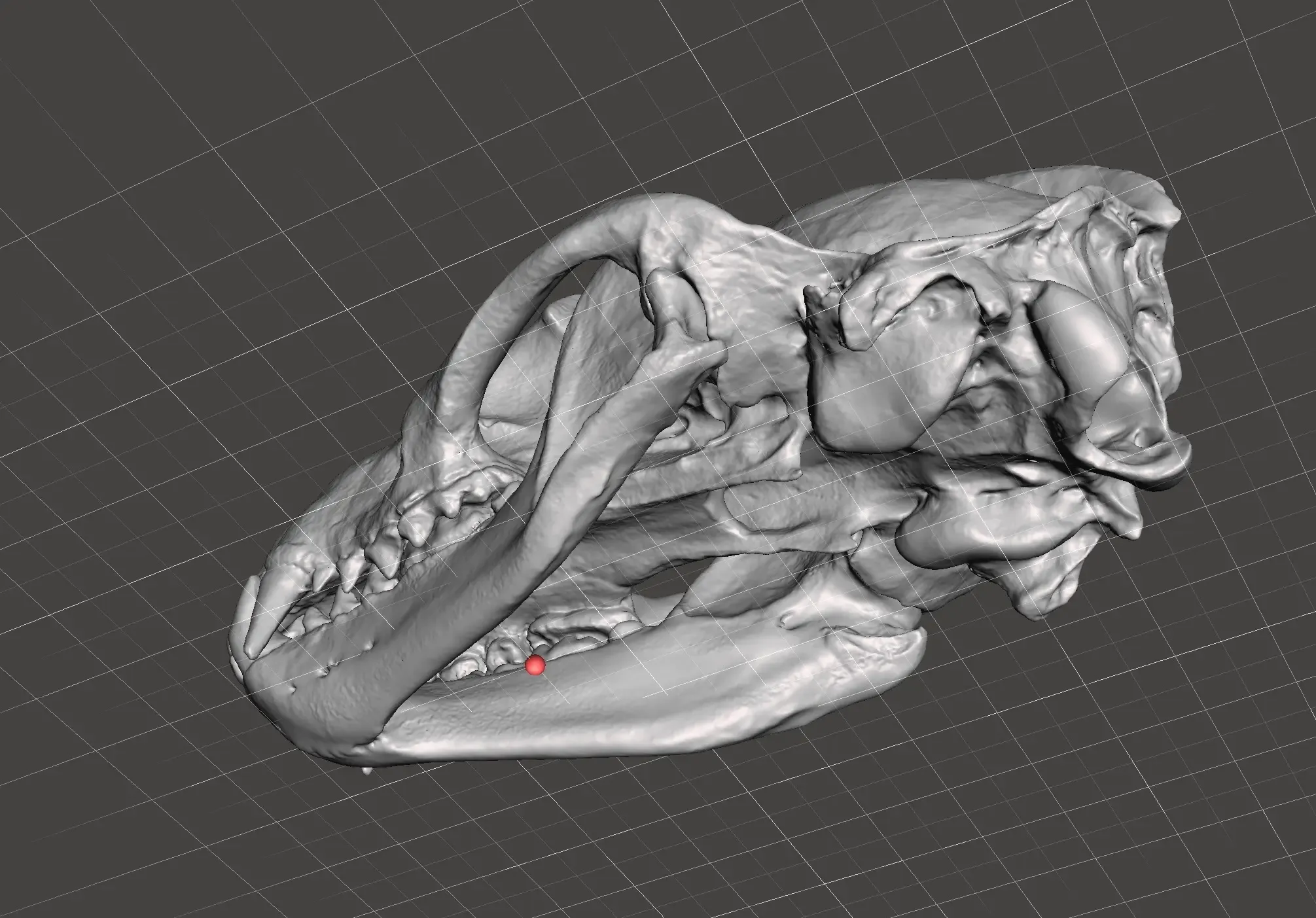 Badger Skull Scan from a real skull