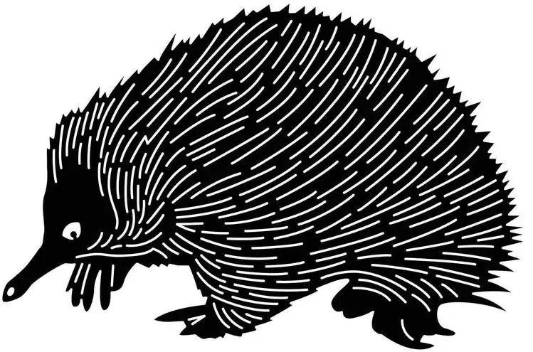  2D Echidna