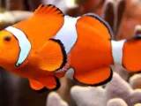 Clownfish-0