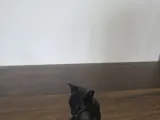 Cat Statue-2
