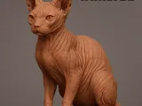 sphynx cat-0