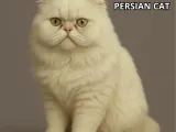 Persian cat-0
