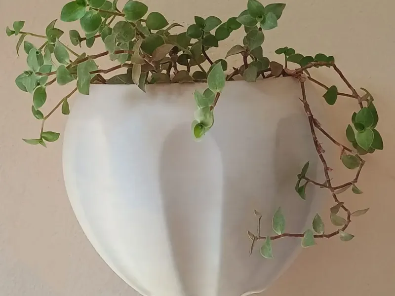 Wall Mount Planters