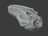 Bat-eared Fox Skull-3