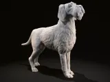 German Wirehaired Pointer (deutsch drahthaar)-3