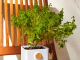 Cork Planter-4