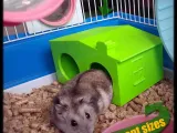 HAMSTER - BIRD LARGE house (EASILY WASHABLE)-0