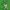 Exeggutor Lightbox