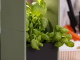Plant Kitchen Vase-2