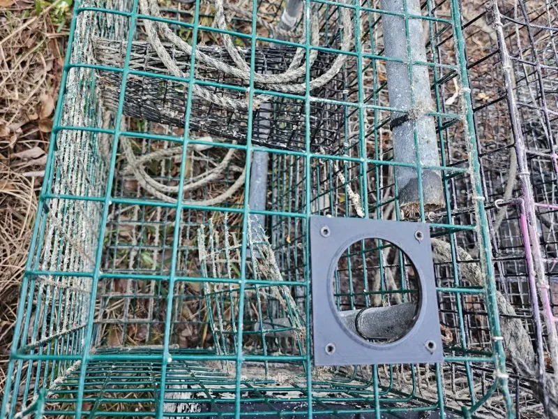 Florida Blue Crab Trap Escape Ring