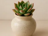 mini vazo de suculenta-0