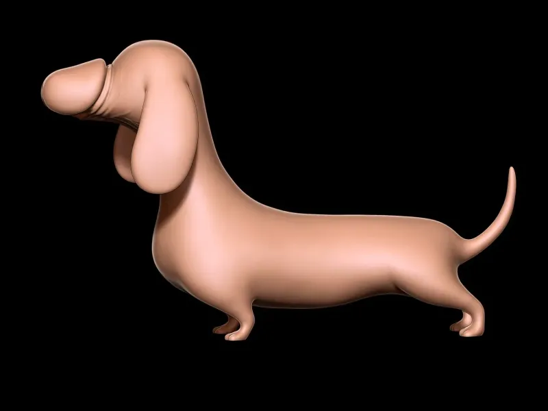 Dachshund dog Penis