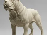 Cane corso-2
