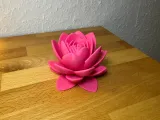 Flor de Lótus sem suporte-3