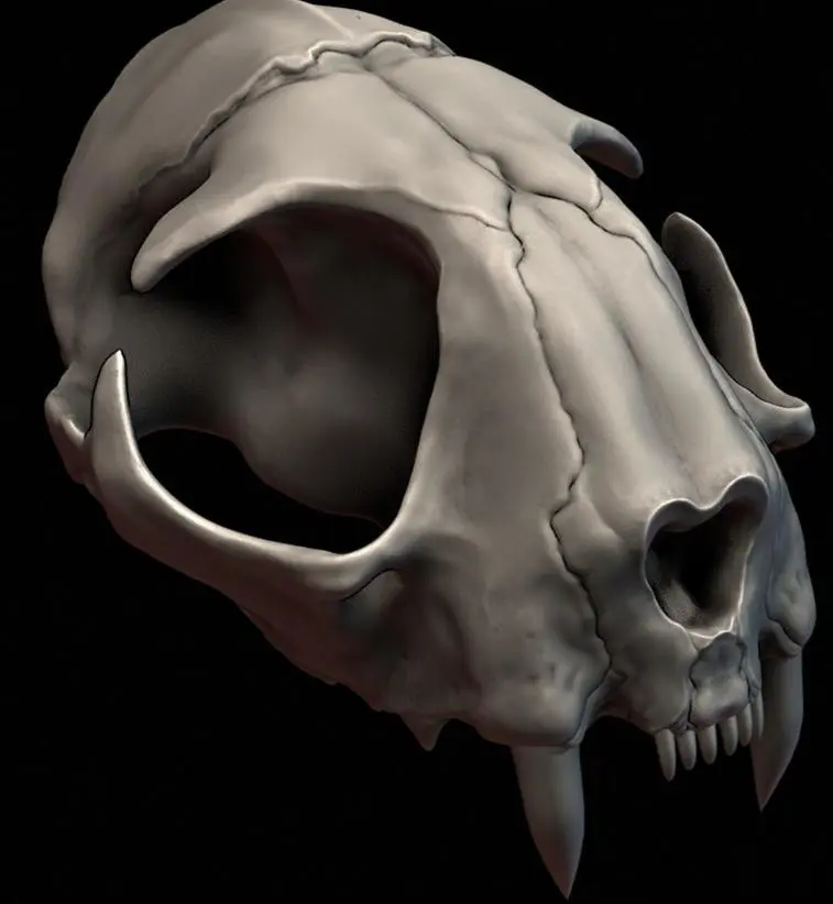 Modèle 3D du crâne de chat