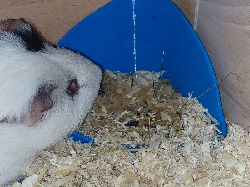 Small Pet Corner Toilet – for Rabbits, Guinea Pigs & more 🐹