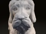 German Wirehaired Pointer (deutsch drahthaar)-4