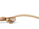 Fin Whale Skeleton – Massive Realistic Marine Animal 3D Mode-1
