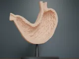 Human Stomach Cross Section Anatomy-7