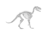 Deinocheirus Skeleton – Highly Detailed Dinosaur Anatomy-1