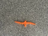 bird flexi toy-2