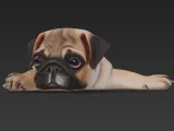 Mops Welpe-2