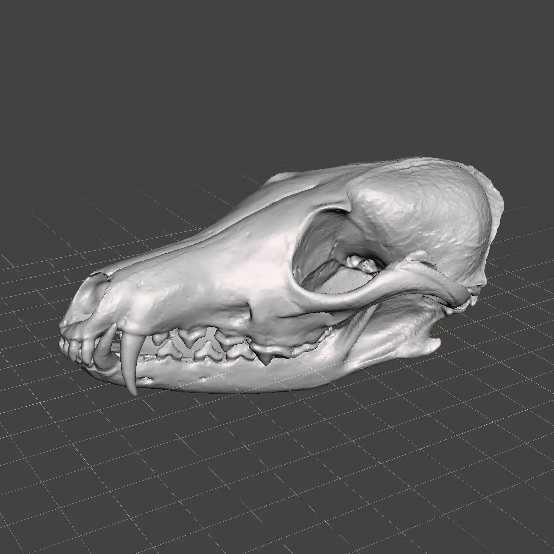 Red Fox Skull Scan from real skull ( Vulpes vulpes )