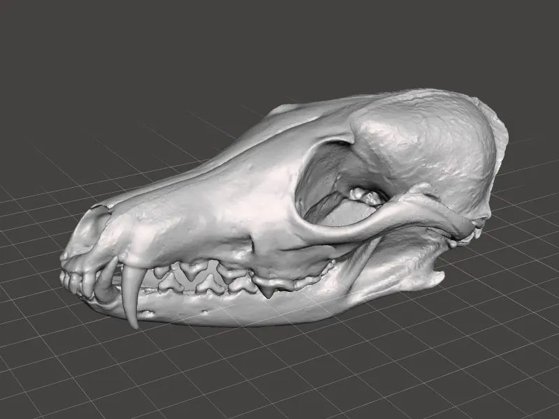 Crânio de raposa vermelha Digitalização a partir de um crânio real ( Vulpes vulpes )