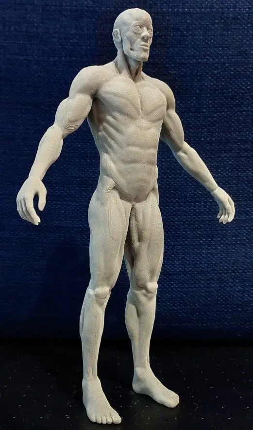 Male body anatomy