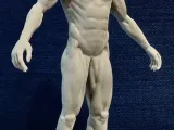Erkek vücut anatomisi-5