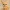 Fennec Fox - Zorro Fennec