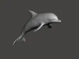 DOLPHIN 3D MODEL-1