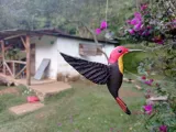Colibrì da appendere e per gioielli.-0