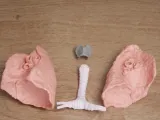 🫁 Human Lung Anatomy – Modular Educational Model-4