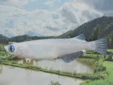 Custom Madeka Bait-1