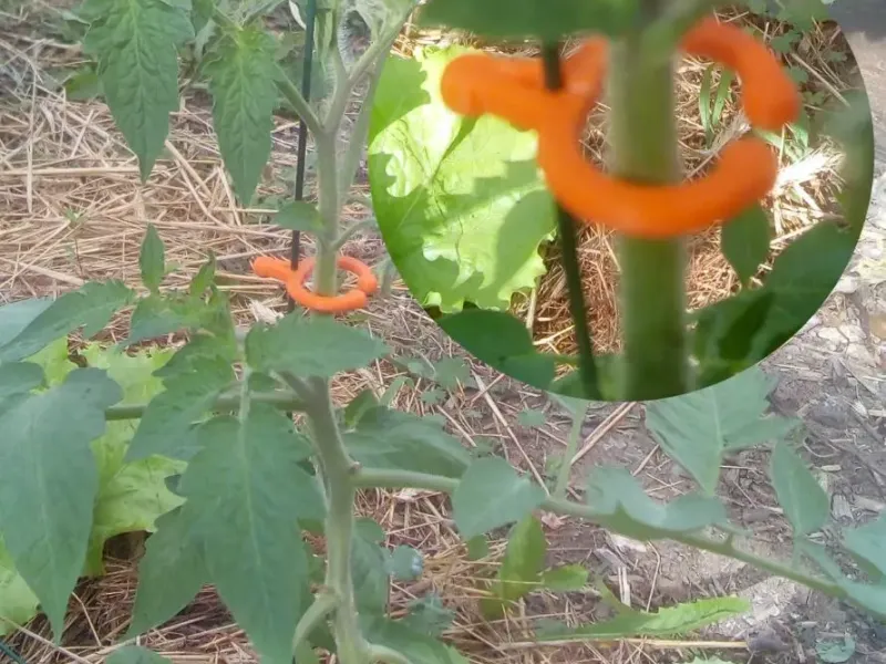 Bitkiler için tel veya kafes üzerinde domates klipsi