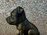 Cute Pittbull-1