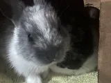 2 rabbits 🐰ran-0